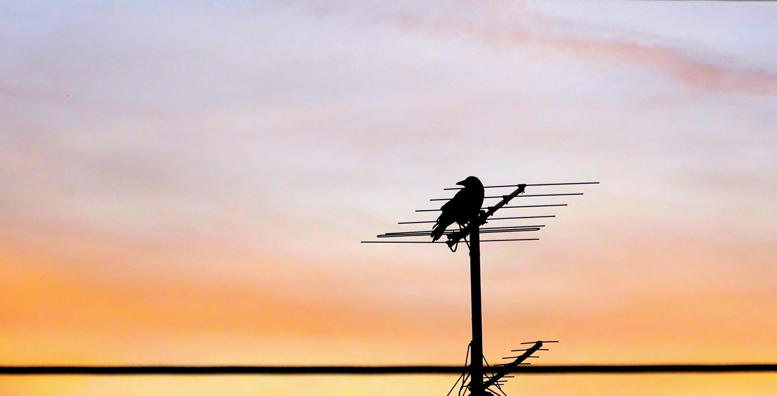 Krähe auf Antenne während eines Sonnenunterganges